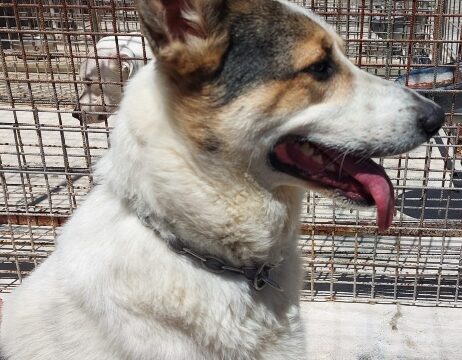 Balu-20240614_01