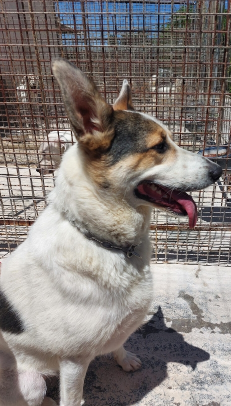 Balu-20240614_01