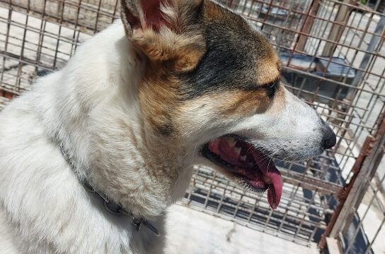 Balu-20240614_02