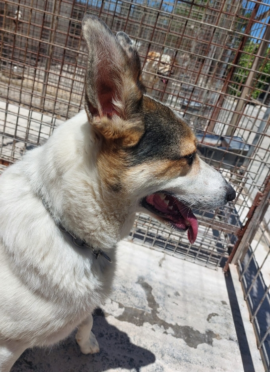 Balu-20240614_02