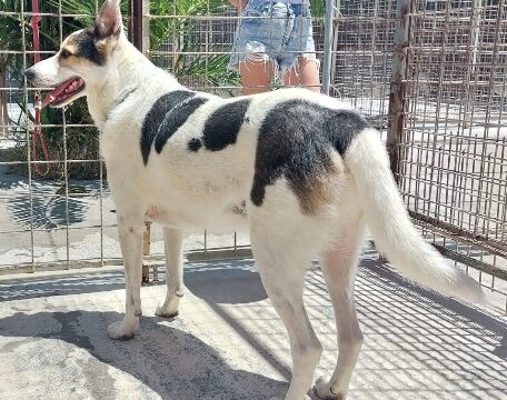 Balu-20240614_03