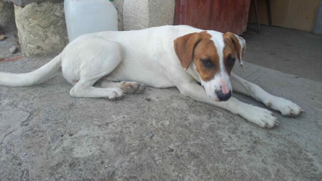 MACCHIA2
