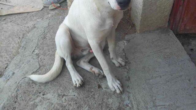 MACCHIA3