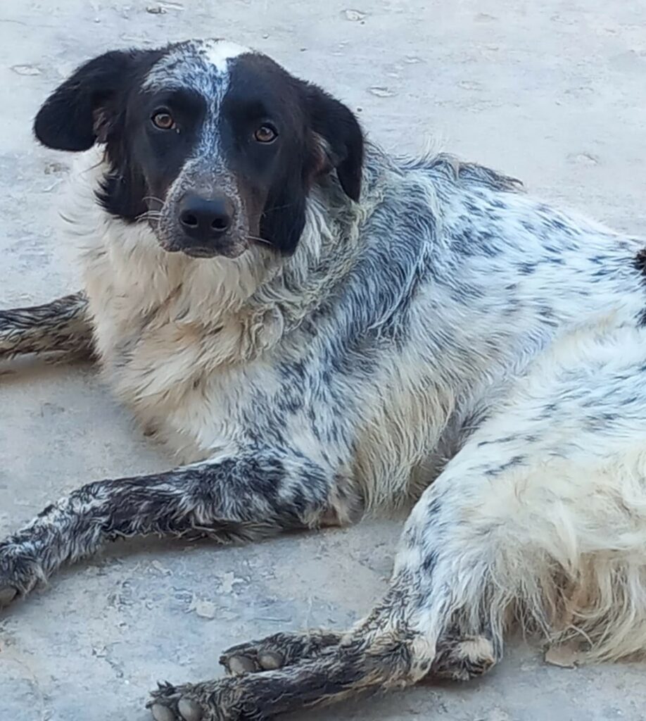 Mascherina-20240828_08