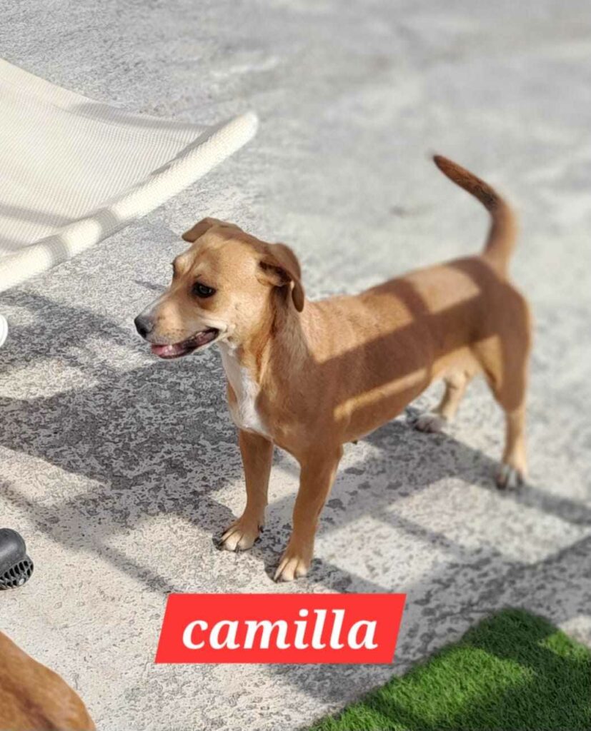 Camilla1