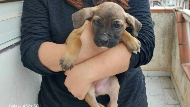 cucciole2