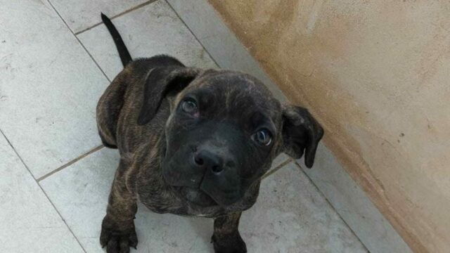 cucciole3