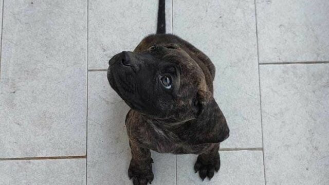 cucciole3a