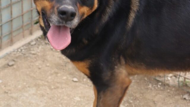 Titta-01