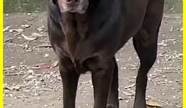 kubra3