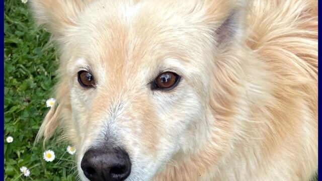 lucky-cotone.3