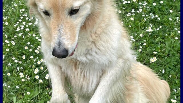 lucky-cotone.4