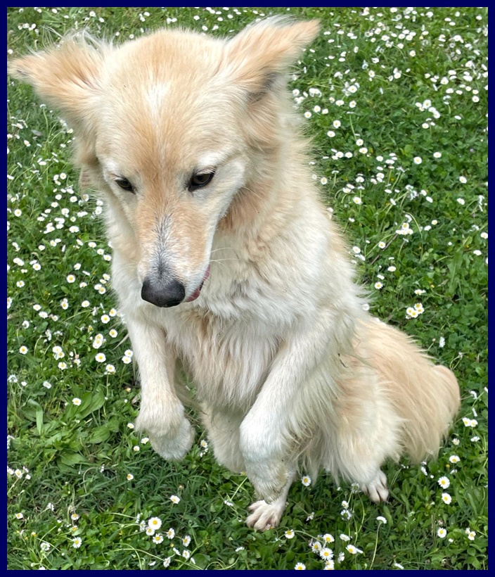 lucky-cotone.4