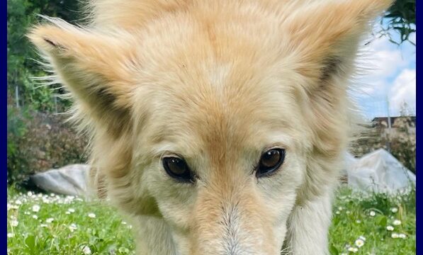 lucky-cotone.5
