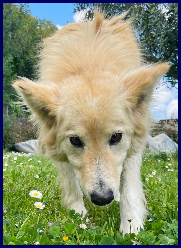 lucky-cotone.5