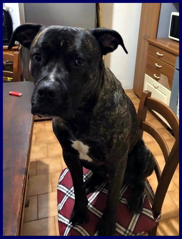 tyson3