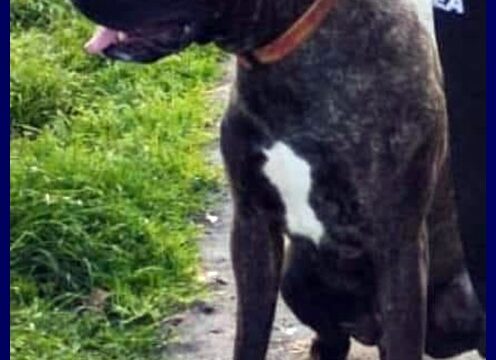 tyson4