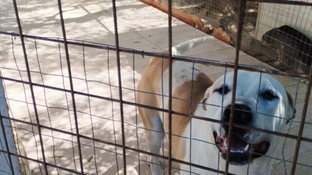 EROS mix Amstaff
