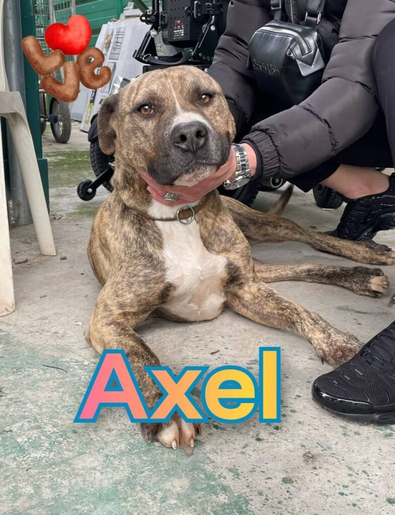 AXEL