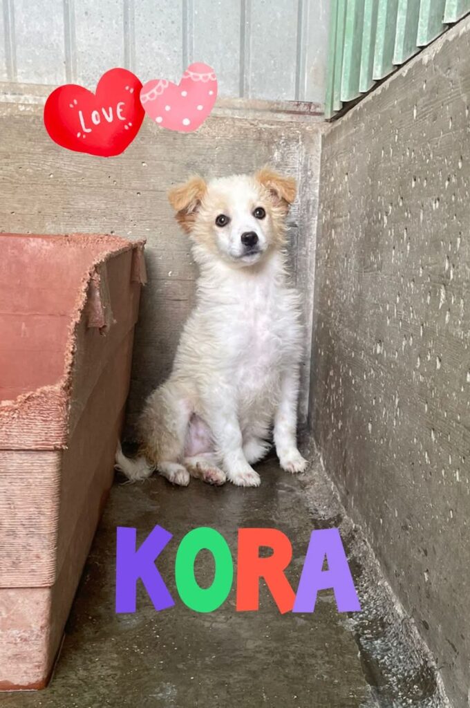KORA