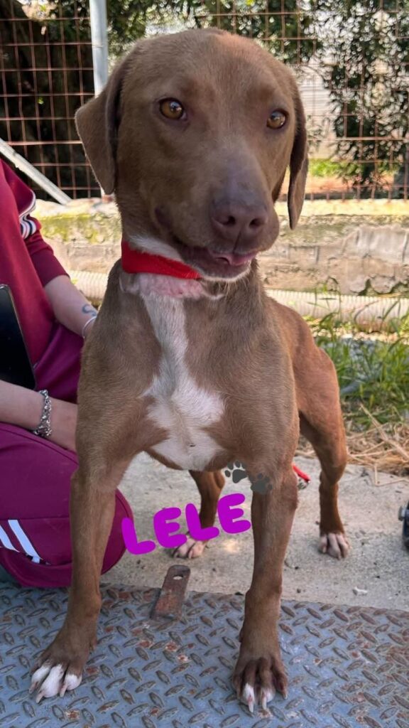 LELE1