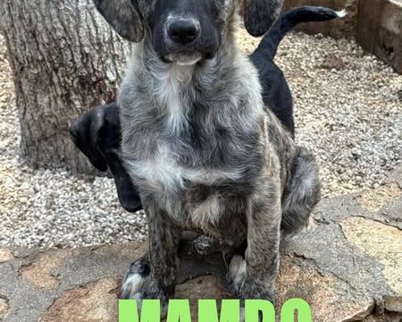 MAMBO nato a febbraio 2025