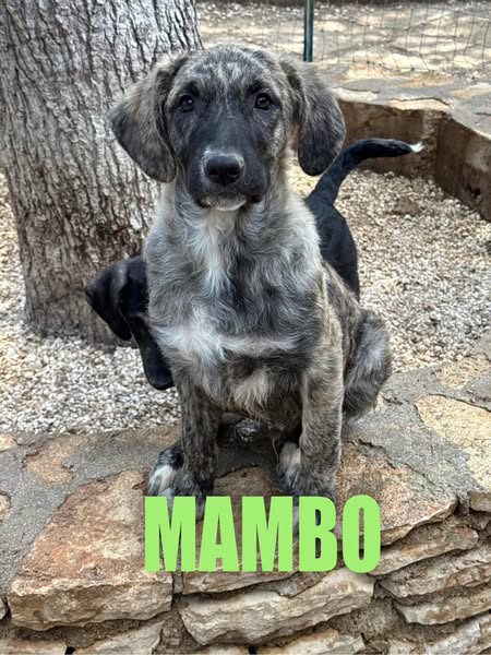 MAMBO