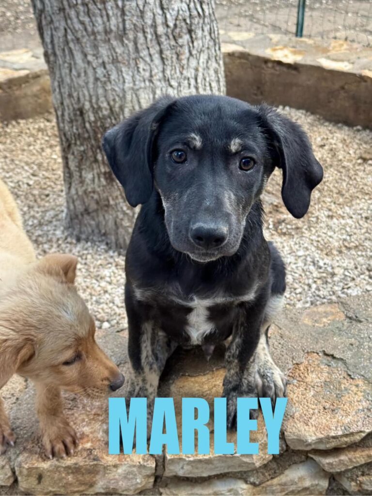 MARLEY