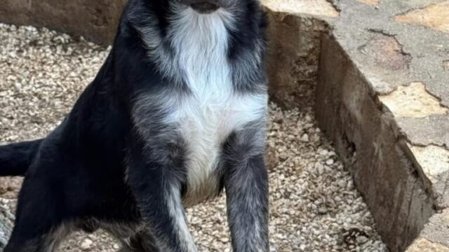 MOOGLY cucciolo delizioso