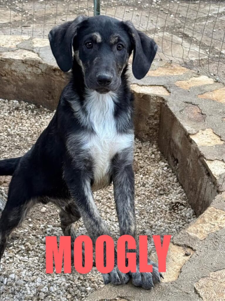 MOOGLY