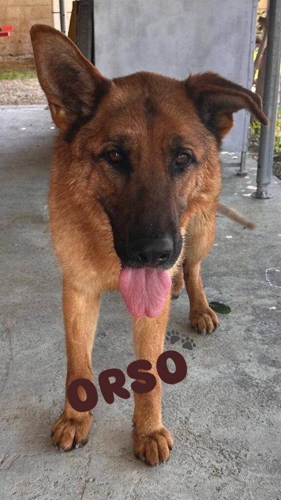 ORSOPT