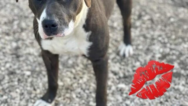 SIRIA graziosa mix pitbullina