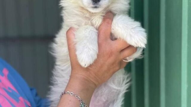 WILMA