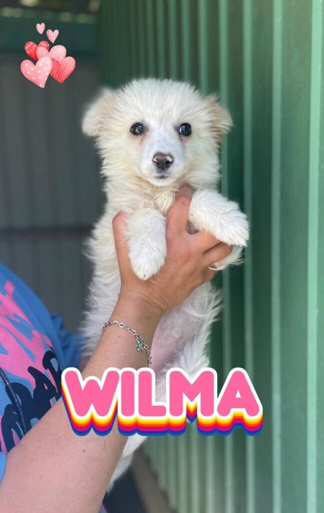 WILMA