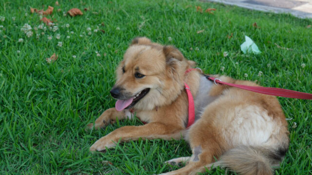 DSCF4125-1