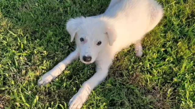 cucciolo