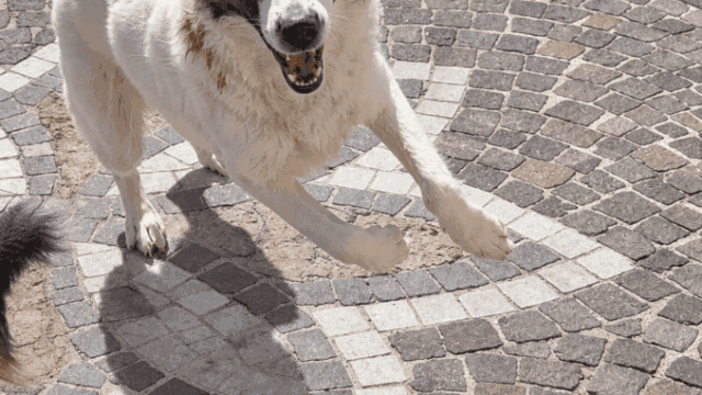 Cane-in-salto-sulla-pavimentazione-mosaico-1