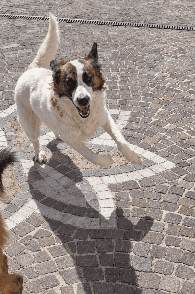 Cane-in-salto-sulla-pavimentazione-mosaico-1
