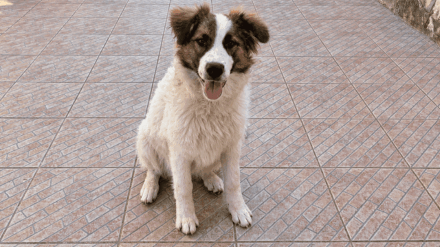 Cane-soffice-nel-cortile-soleggiato-1