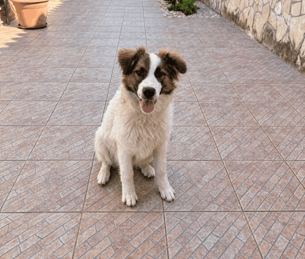 Cane-soffice-nel-cortile-soleggiato-1